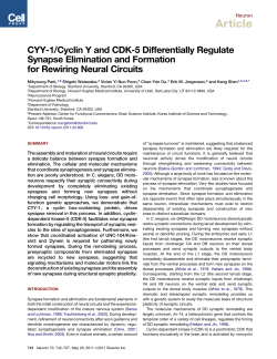 CYY-1/Cyclin Y and CDK-5 Differentially Regulate Synapse