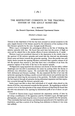 the respiratory currents in the tracheal system of the adult honey-bee
