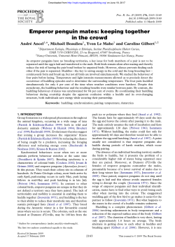 Emperor penguin mates: keeping together in the crowd