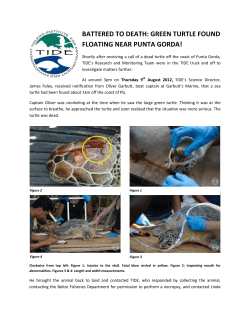 battered to death: green turtle found floating near
