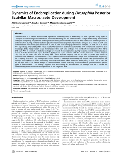 Dynamics of Endoreplication during Drosophila Posterior