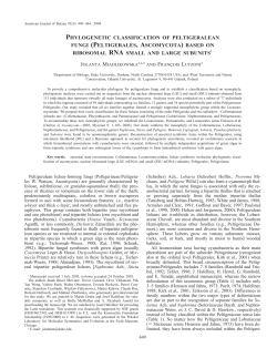 phylogenetic classification of peltigeralean fungi