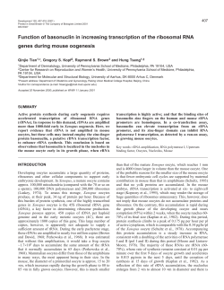 Basonuclin in mouse oogenesis - Development