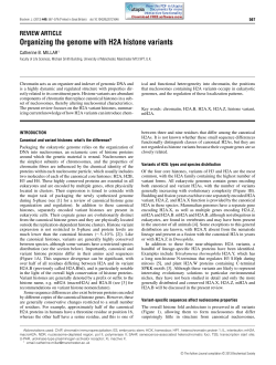 Organizing the genome with H2A histone variants