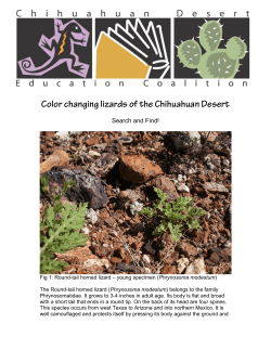 Color changing lizards of the Chihuahuan Desert