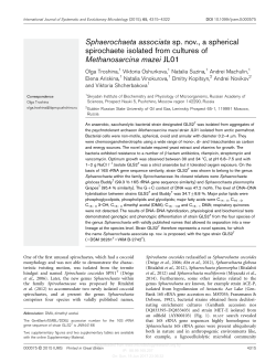 Sphaerochaeta associata sp. nov., a spherical spirochaete isolated