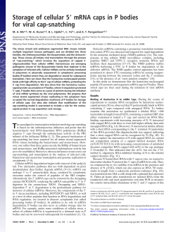 Storage of cellular 5 mRNA caps in P bodies for viral cap
