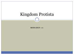 Protista 2014 - WordPress.com