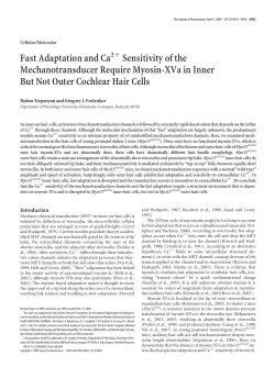 Fast Adaptation and Ca - The Journal of Neuroscience