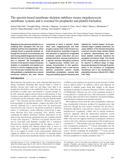 The spectrin-based membrane skeleton stabilizes