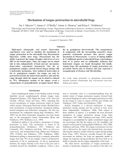 Mechanism of tongue protraction in microhylid frogs