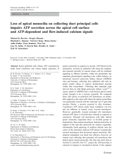 Loss of apical monocilia on collecting duct principal cells impairs