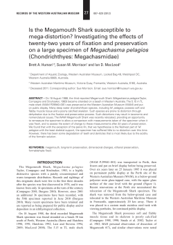 Is the Megamouth Shark susceptible to mega-distortion
