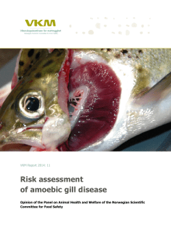 Risk assessment of amoebic gill disease
