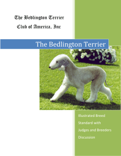 Judges Education - Bedlington Terrier Club of America