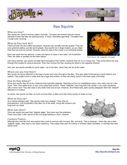 Sea Squirts - Maryland Public Television Presents Bayville