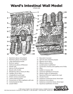 Ward`s Intestinal Wall Model
