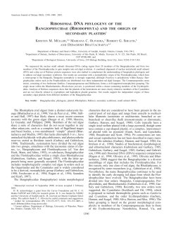 ribosomal dna phylogeny of the bangiophycidae