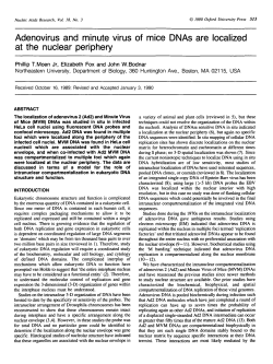 Adenovlrus and minute virus of mice DNAs are
