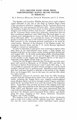 five greater snow geese from northwestern baffin island winter in