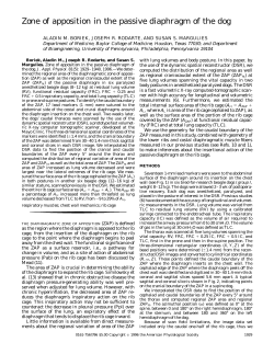 Zone of apposition in the passive diaphragm of