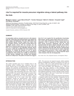 Lbx1 controls limb muscle precursor migration - Development