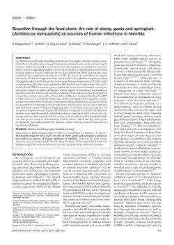 Brucellae through the food chain: the role of sheep, goats and