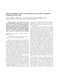 Effects of Polylinker uATGs on the Function of