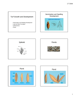 Turf Growth and Development Spikelet Florets Floret Floret