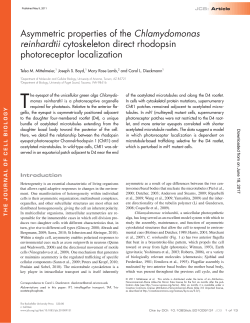 Asymmetric properties of the Chlamydomonas reinhardtii