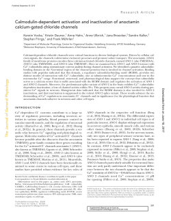 Calmodulin-dependent activation and inactivation of anoctamin