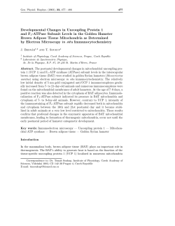 Developmental Changes in Uncoupling Protein 1 and F1