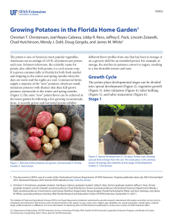 Growing Potatoes in the Florida Home Garden - EDIS