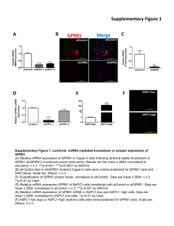 Supplementary Figure 1 B A GPR81 Merge C GPR81 Merge D E F