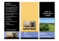 A short history of figs brochure