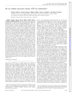Do rat cardiac myocytes release ATP on contraction? - AJP