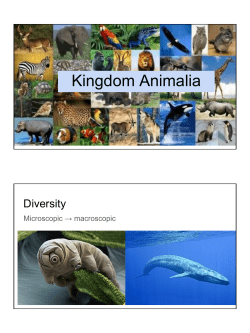 Kingdom Animalia
