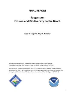 FINAL REPORT Sargassum - Spatial Sciences Laboratory