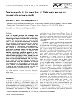 Fusiform cells in the cambium of Kalopanax