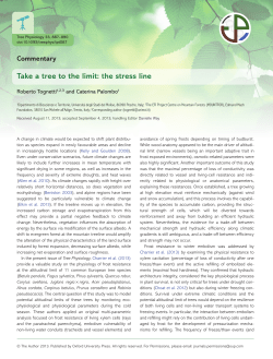 Take a tree to the limit: the stress line
