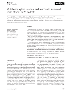 McElrone et al 2004_New Phyto