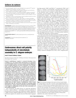 Centrosomes direct cell polarity independently of microtubule