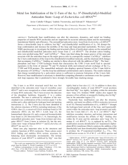 Metal Ion Stabilization of the U-Turn of the A37 N6
