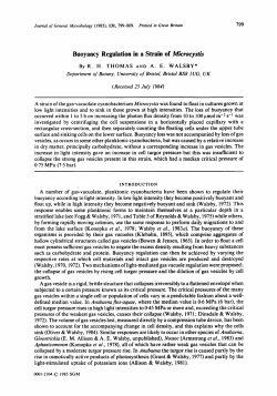 Buoyancy Regulation in a Strain of Microcystis