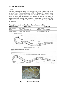 Ascaris lumbricoides