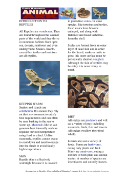 INTRODUCTION TO REPTILES All Reptiles are vertebrates. They