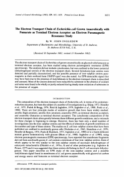 The Electron Transport Chain of Escherichia coli