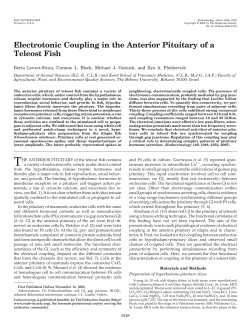 Electrotonic Coupling in the Anterior Pituitary of a Teleost Fish