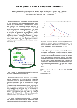 Efficient pattern formation in nitrogen-fixing cyanobacteria