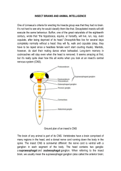 INSECT BRAINS AND ANIMAL INTELLIGENCE One of